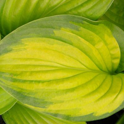 Hosta x Guacamole