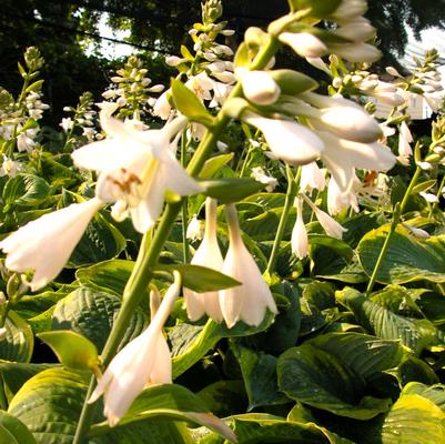 Hosta sie. Frances Williams