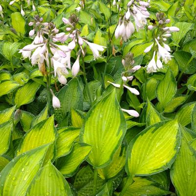 Hosta for. Gold Standard