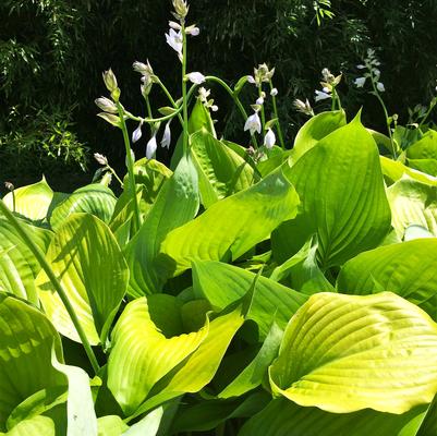 Hosta x Sum and Substance