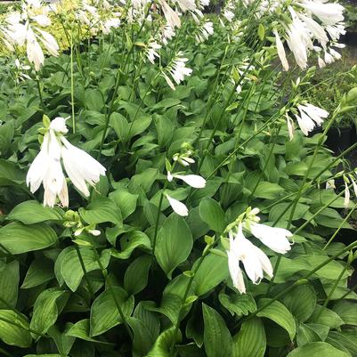 Hosta x Royal Standard