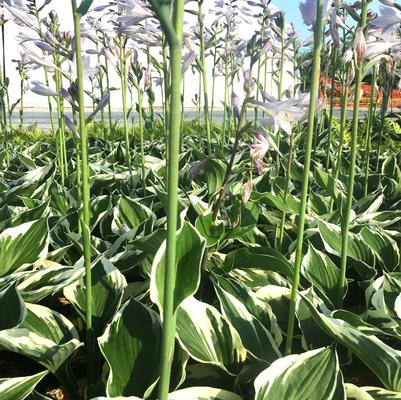 Hosta x Patriot