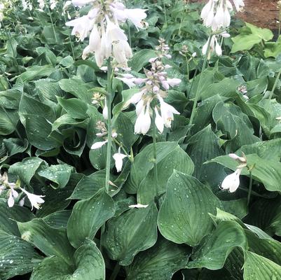 Hosta x Blue Angel