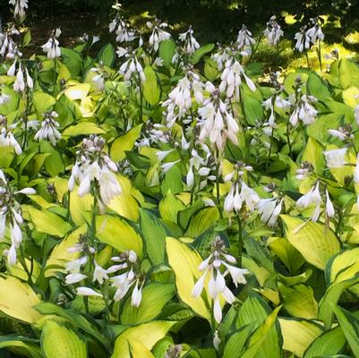 Hosta x Paul's Glory