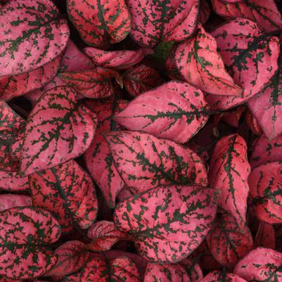 Hypoestes Splash Select Red