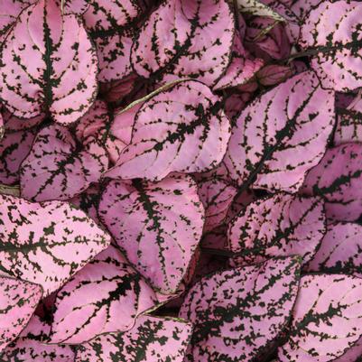 Hypoestes Splash Select Pink