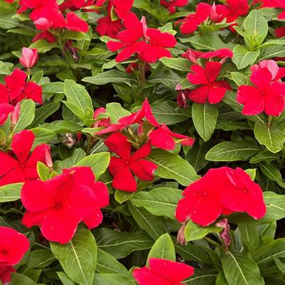 Caring For Your Annuals