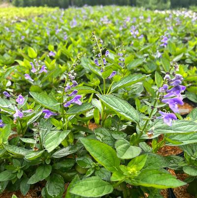 Scutellaria Appalachian Blues