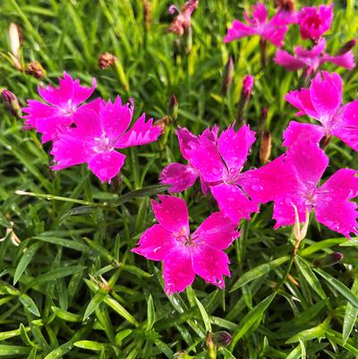 Dianthus x Kahori