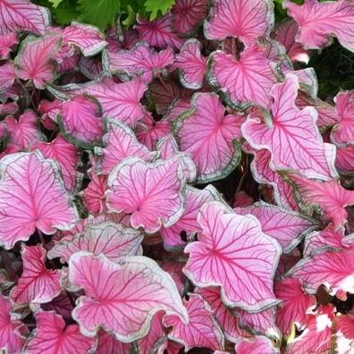 Caladium Sweetheart