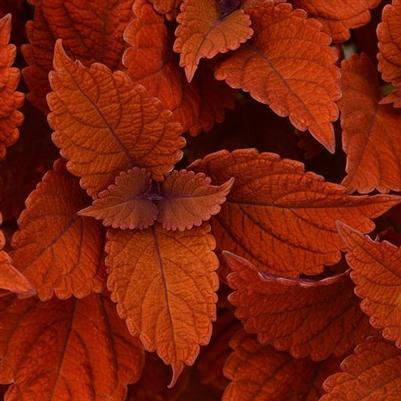 Coleus Inferno