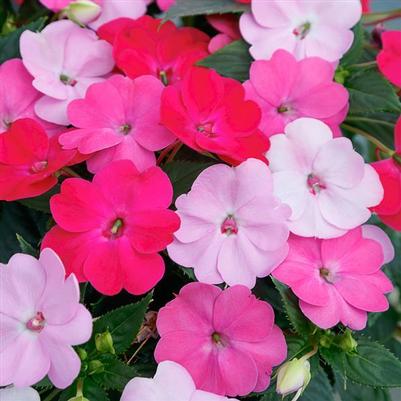 Impatiens SunPatiens Compact Happy Days Mix