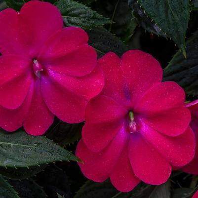 Impatiens SunPatiens Compact Rose Glow