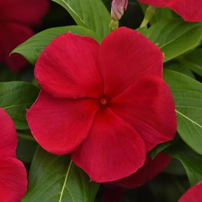 Vinca Titan-ium Dark Red