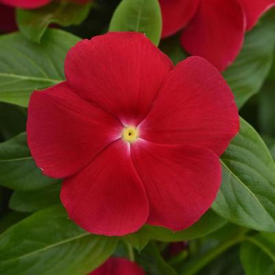 Vinca Titan-ium Really Red