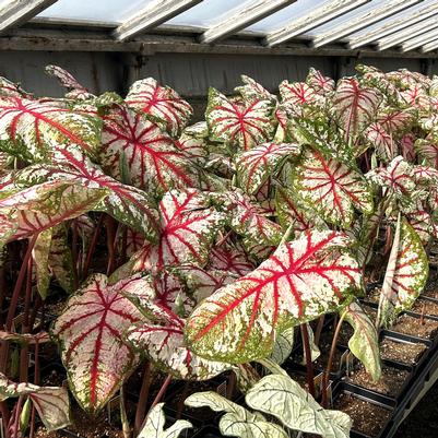 Caladium Celebration