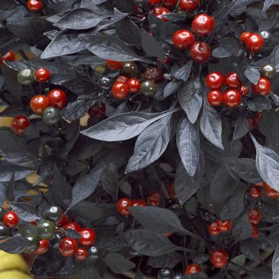 Capsicum annuum Onyx Red
