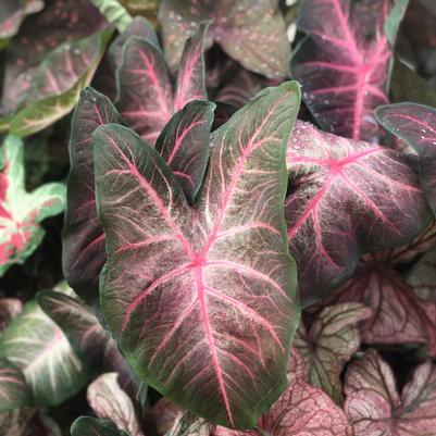 Caladium Berries 'N Burgundy