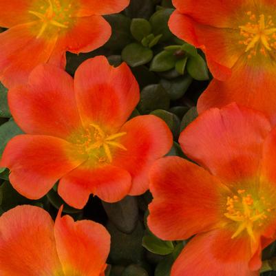 Portulaca SeaGlass Tangerine