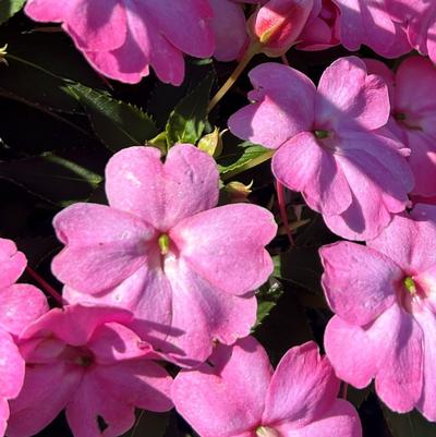 Impatiens SunPatiens Compact Pink Flash