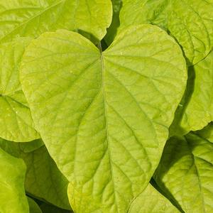 Ipomoea Sweet Georgia Heart Light Green