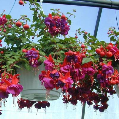 Fuchsia Hanging Basket Assorted Colors and Varieties 
