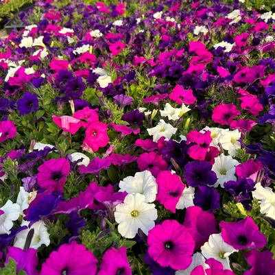 Petunia Easy Wave 'Great Lakes Mix'