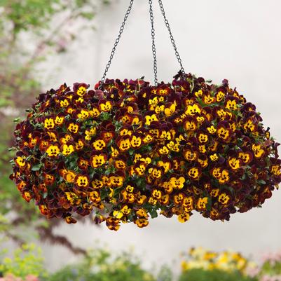 Pansy Cool Wave Hanging Basket 'Fire'