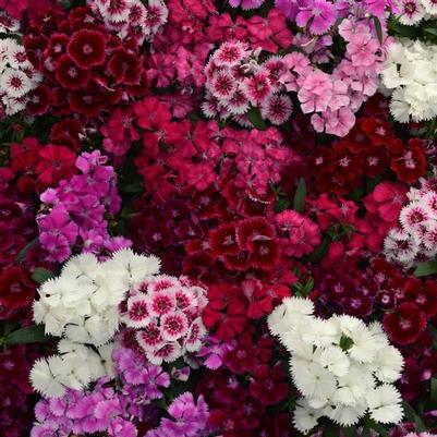 Dianthus Floral Lace Mix