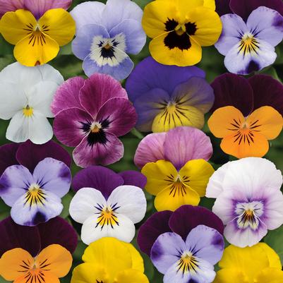 Viola Sorbet XP 'Spring Select Mix'