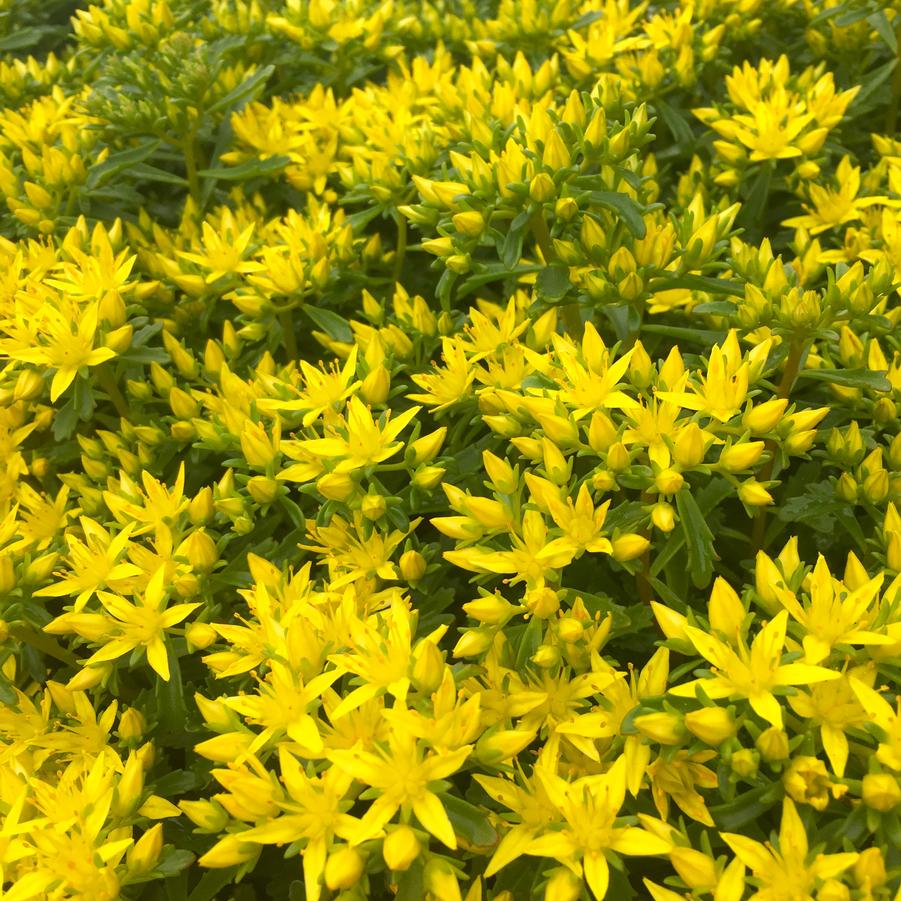 Sedum flo. 'Weihenstephaner Gold' - Stonecrop from Babikow Wholesale Nursery