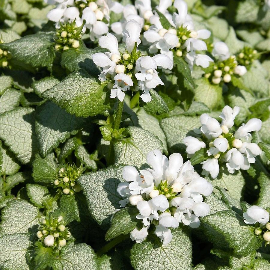 Lamium mac. 'White Nancy' - Spotted Deadnettle from Babikow Wholesale Nursery