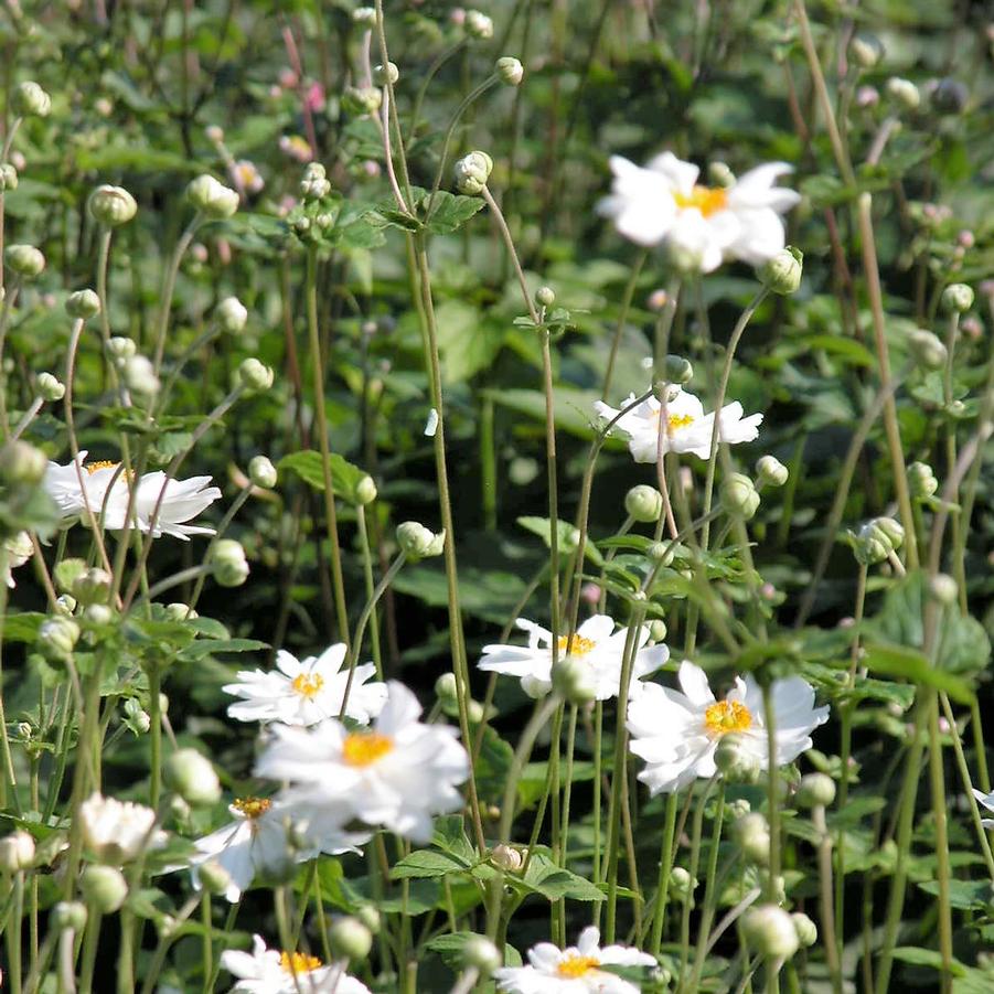 Anemone 'Whirlwind' - Windflower from Babikow Wholesale Nursery