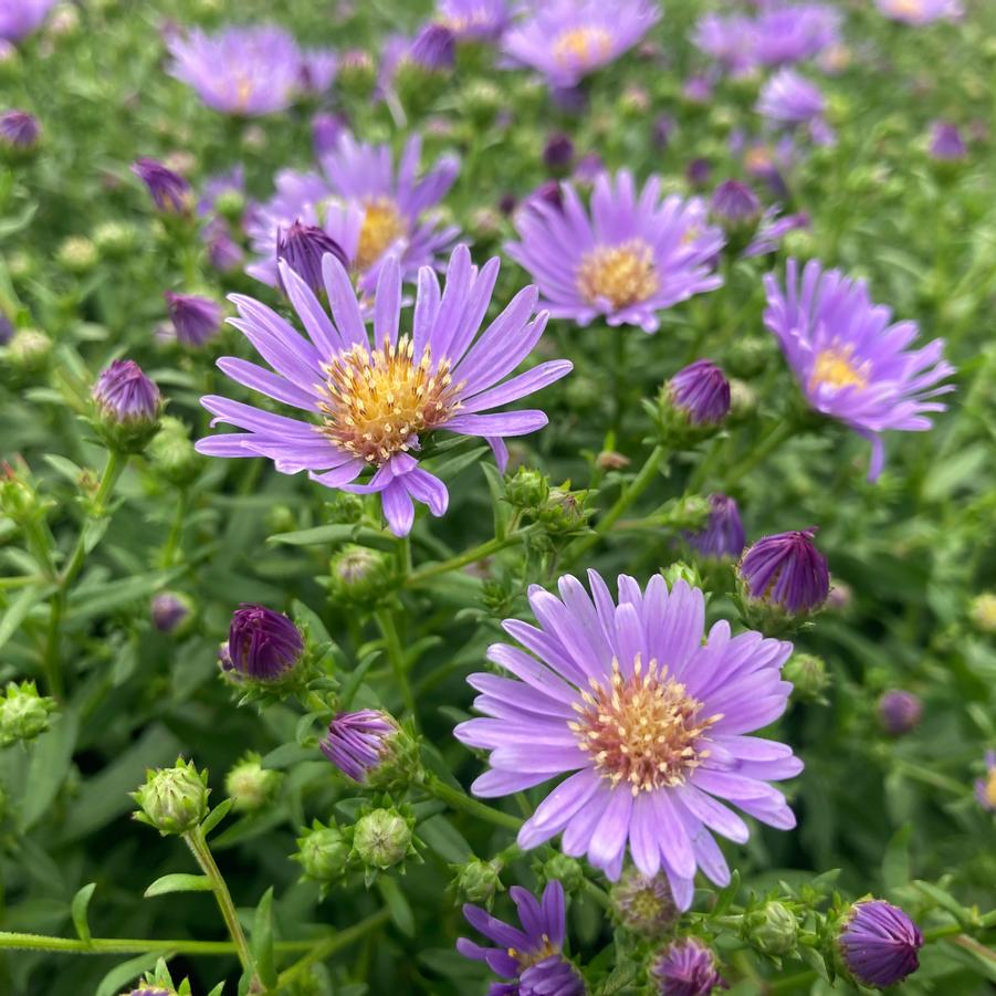 Aster 'Woods Light Blue' - from Babikow Wholesale Nursery