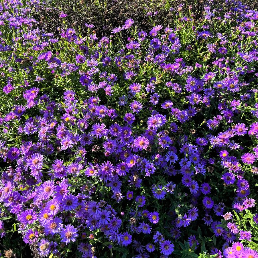 Aster 'Woods Purple' - from Babikow Wholesale Nursery