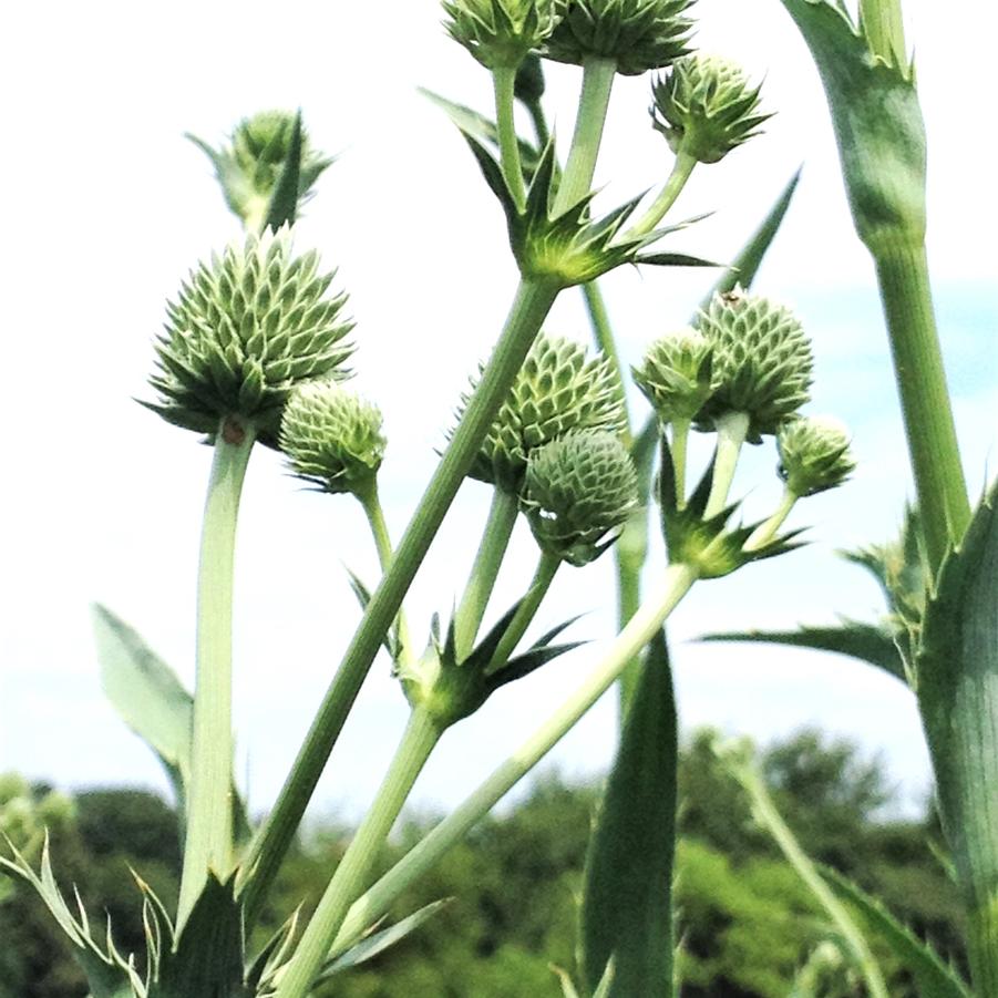 Eryngium yuccifolium - Rattlesnake Master from Babikow Wholesale Nursery