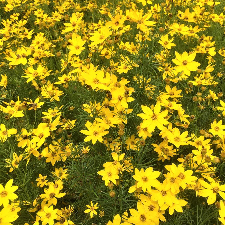 Coreopsis ver. 'Zagreb' - Tickseed from Babikow Wholesale Nursery