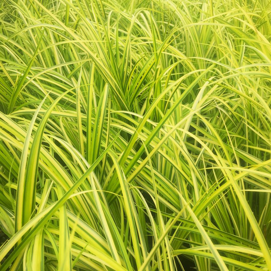 Acorus 'Ogon' - Golden Variegated Sweet Flag from Babikow Wholesale Nursery