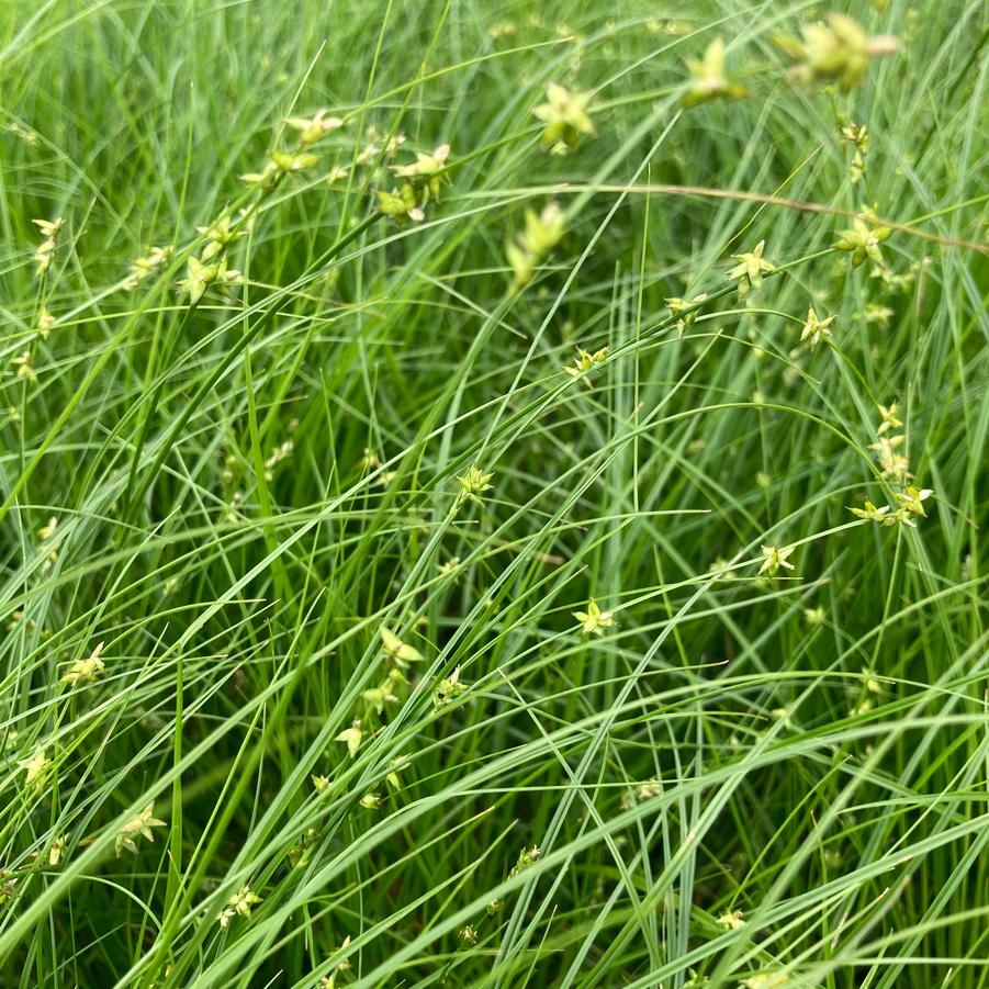 Carex appalachica - Appalachian Sedge from Babikow Wholesale Nursery