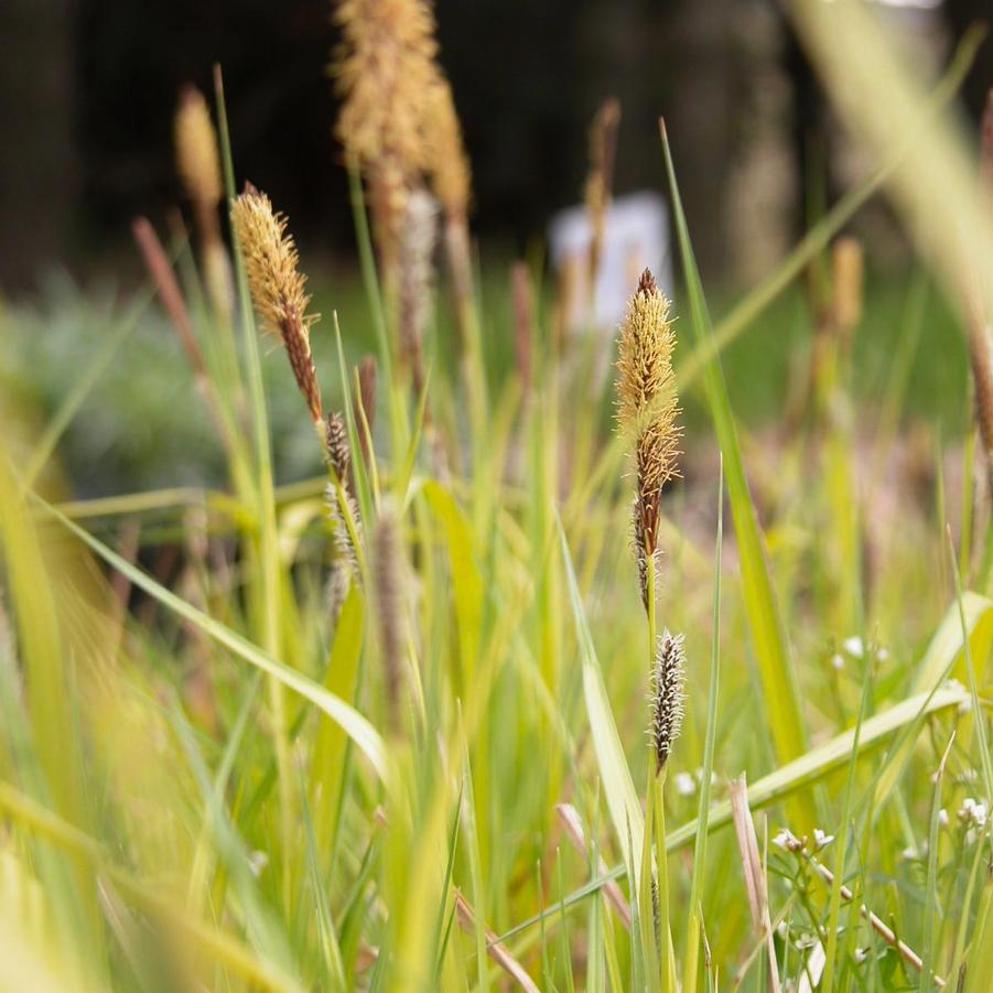 Carex elata 'Bowles Golden' - Bowles Golden Sedge from Babikow Wholesale Nursery