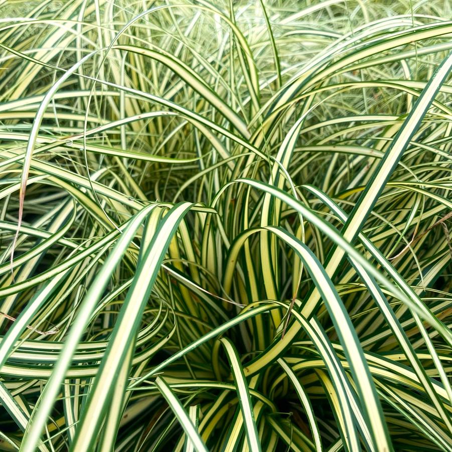 Carex osh. 'Evergold' - Golden sedge from Babikow Wholesale Nursery