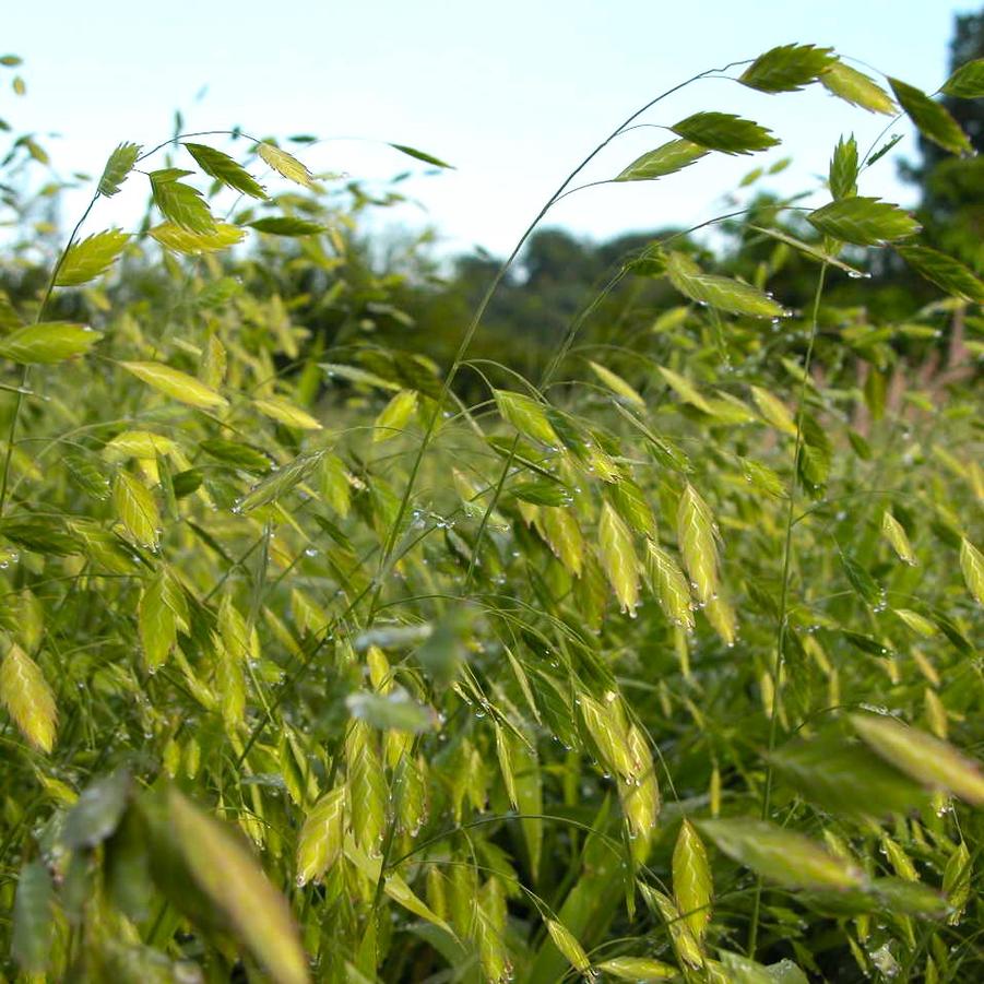 Chasmanthium latifolium - Northern Sea Oats from Babikow Wholesale Nursery