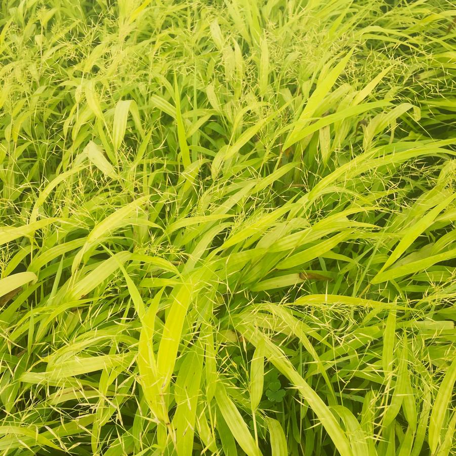 Hakonechloa 'Allgold' - Gold Hackone grass from Babikow Wholesale Nursery