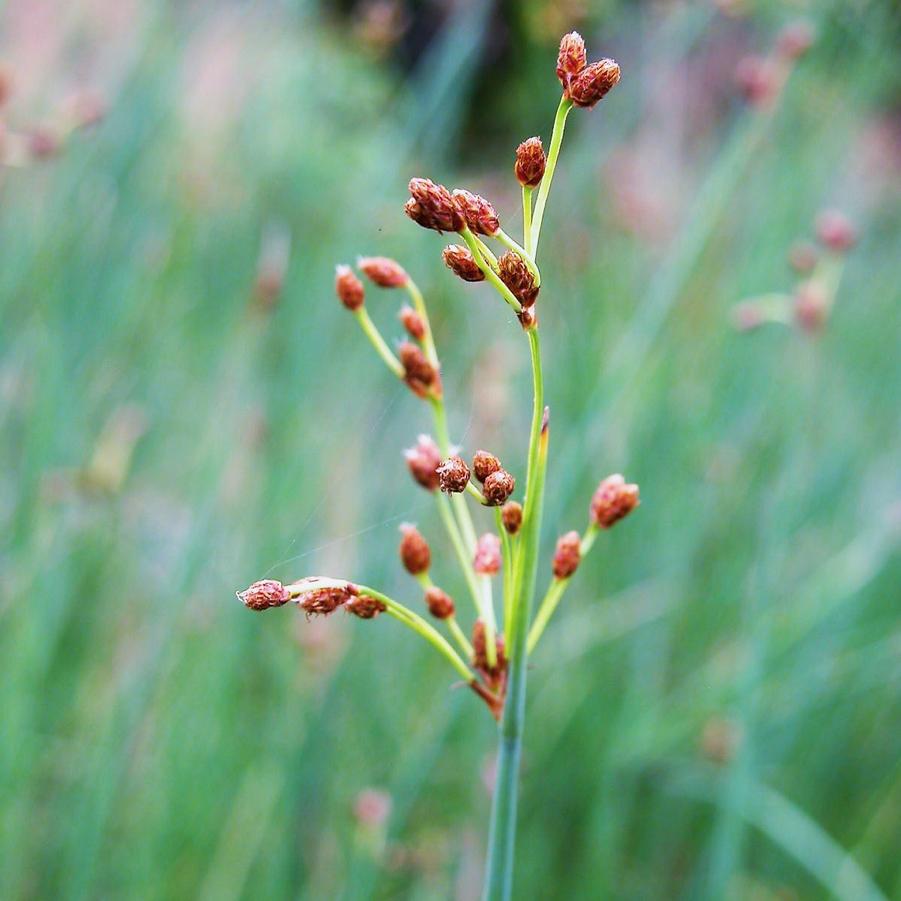 Juncus tenuis - Poverty Rush from Babikow Wholesale Nursery