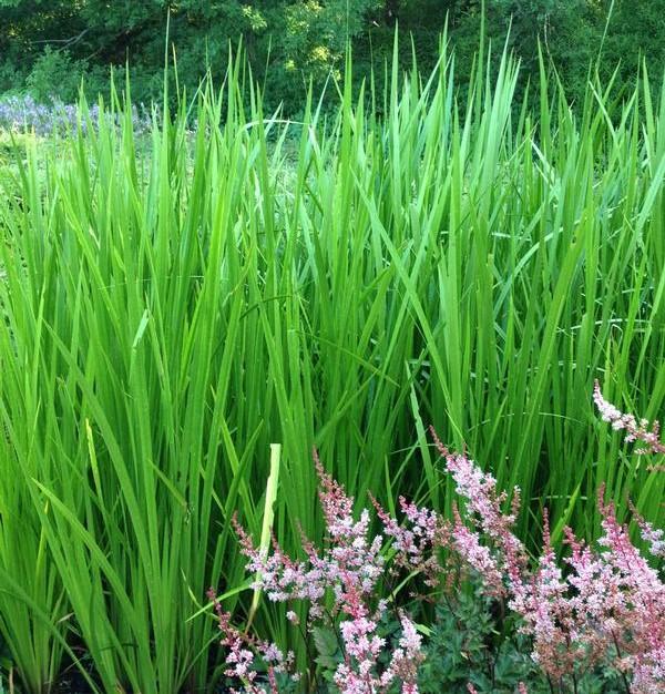 Acorus americanus - Sweet Flag from Babikow Wholesale Nursery