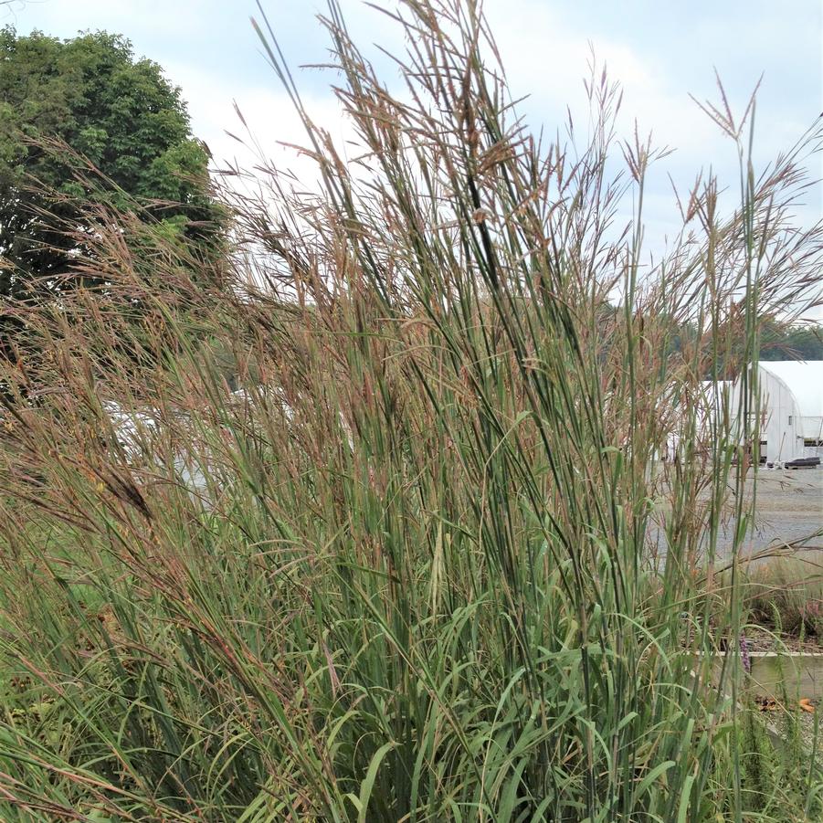 Andropogon gerardii - Big Bluestem from Babikow Wholesale Nursery