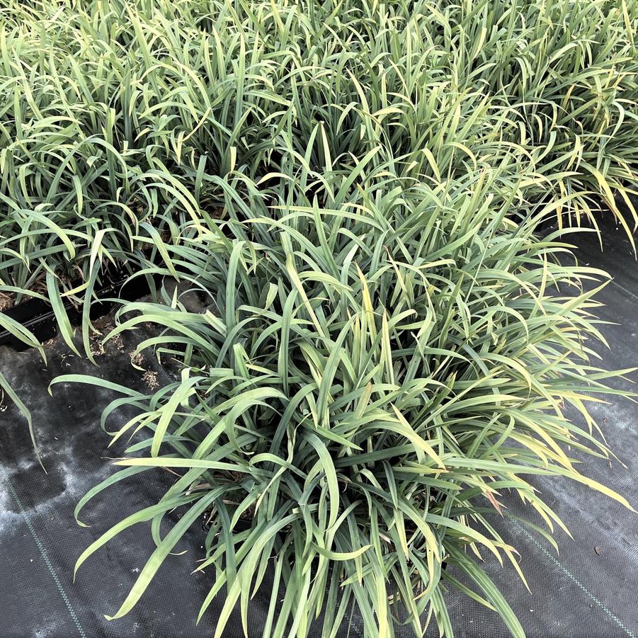 Carex laxiculmis - Creeping Sedge from Babikow Wholesale Nursery