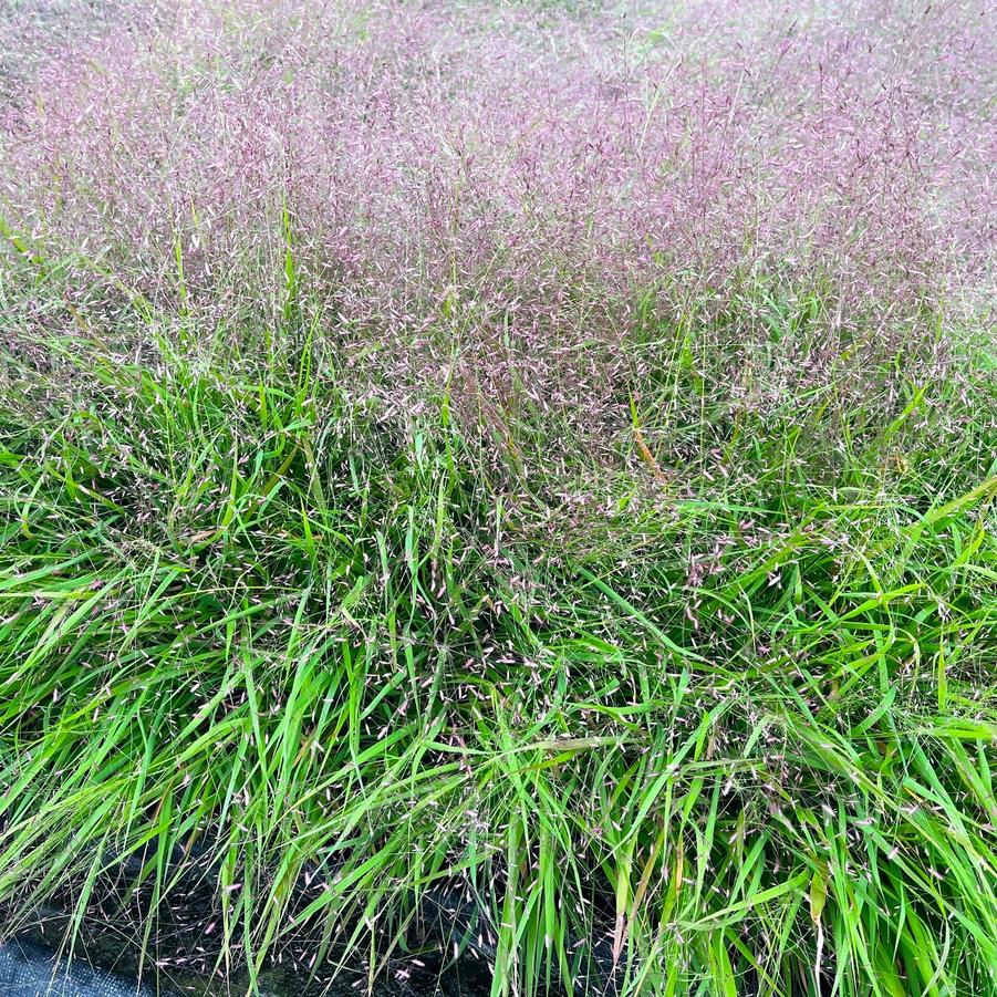 Eragrostis spectabilis - Purple Love grass from Babikow Wholesale Nursery