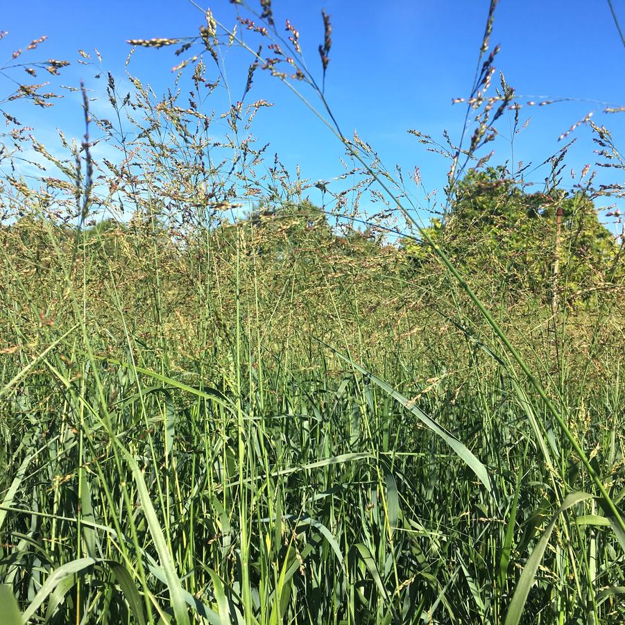 Panicum 'Cape Breeze' - Switchgrass from Babikow Wholesale Nursery