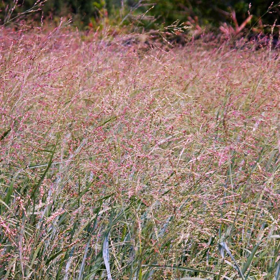 Panicum 'Heavy Metal' - Switch grass from Babikow Wholesale Nursery